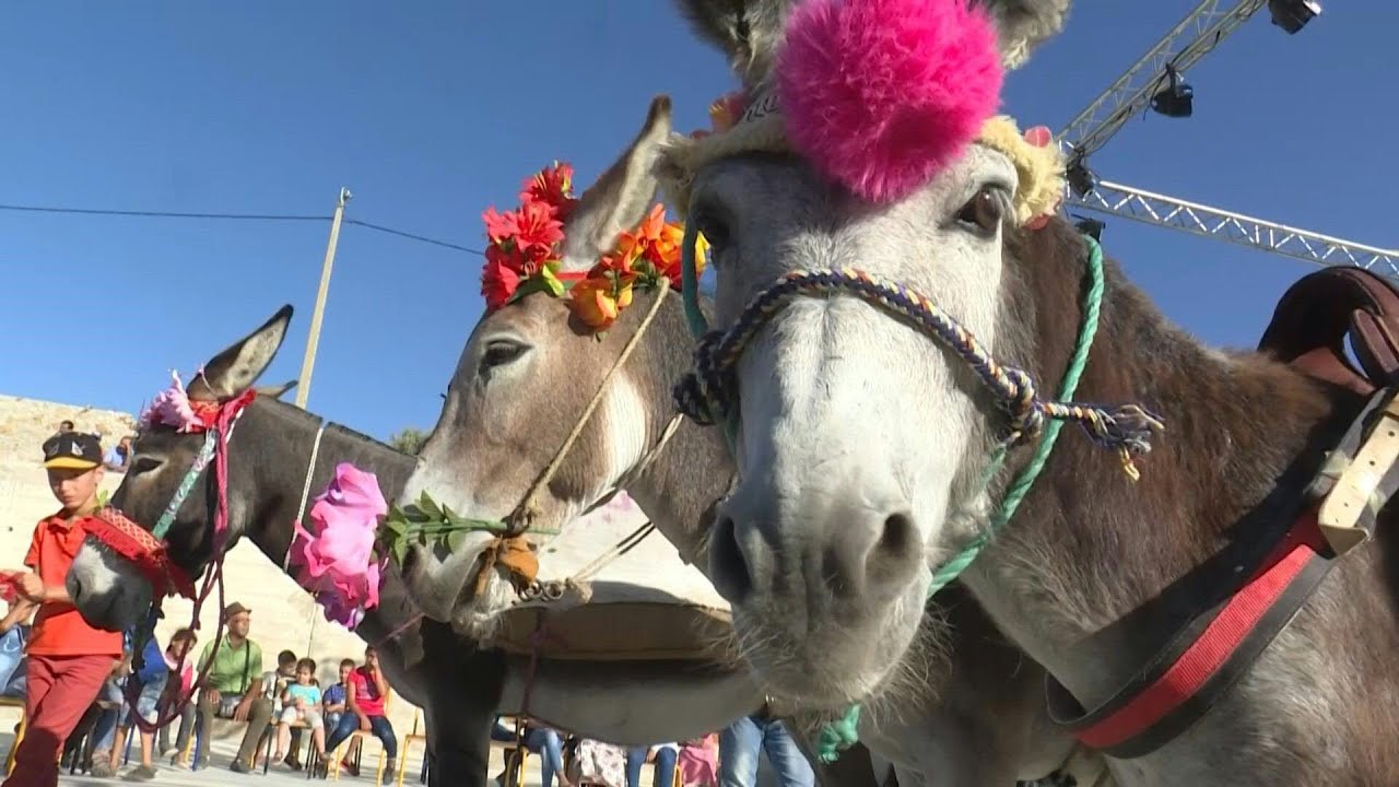 'Cleopatra' wows Moroccan village at donkey pageant | AFP