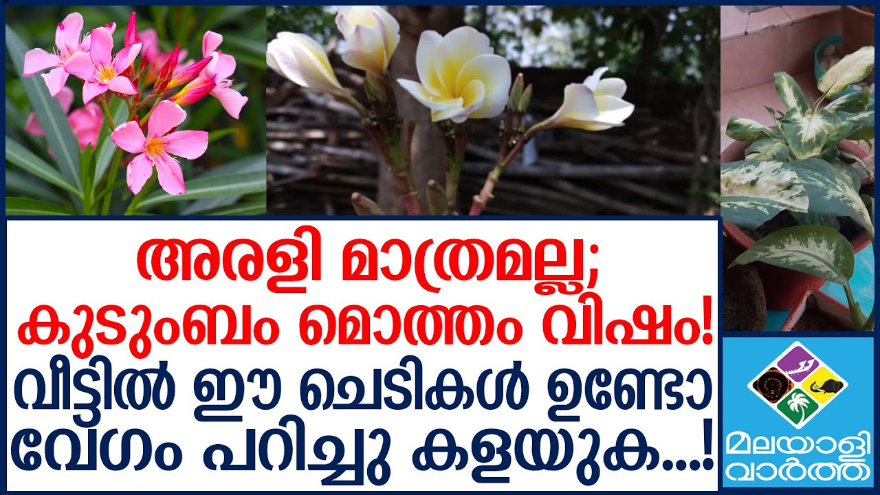 Poisonous-Plants സൂക്ഷിച്ചാൽ ദുഃഖിക്കേണ്ട