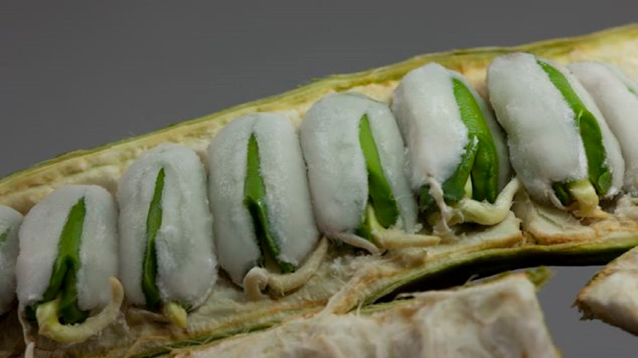 6 frutas de México que casi nadie conoce
