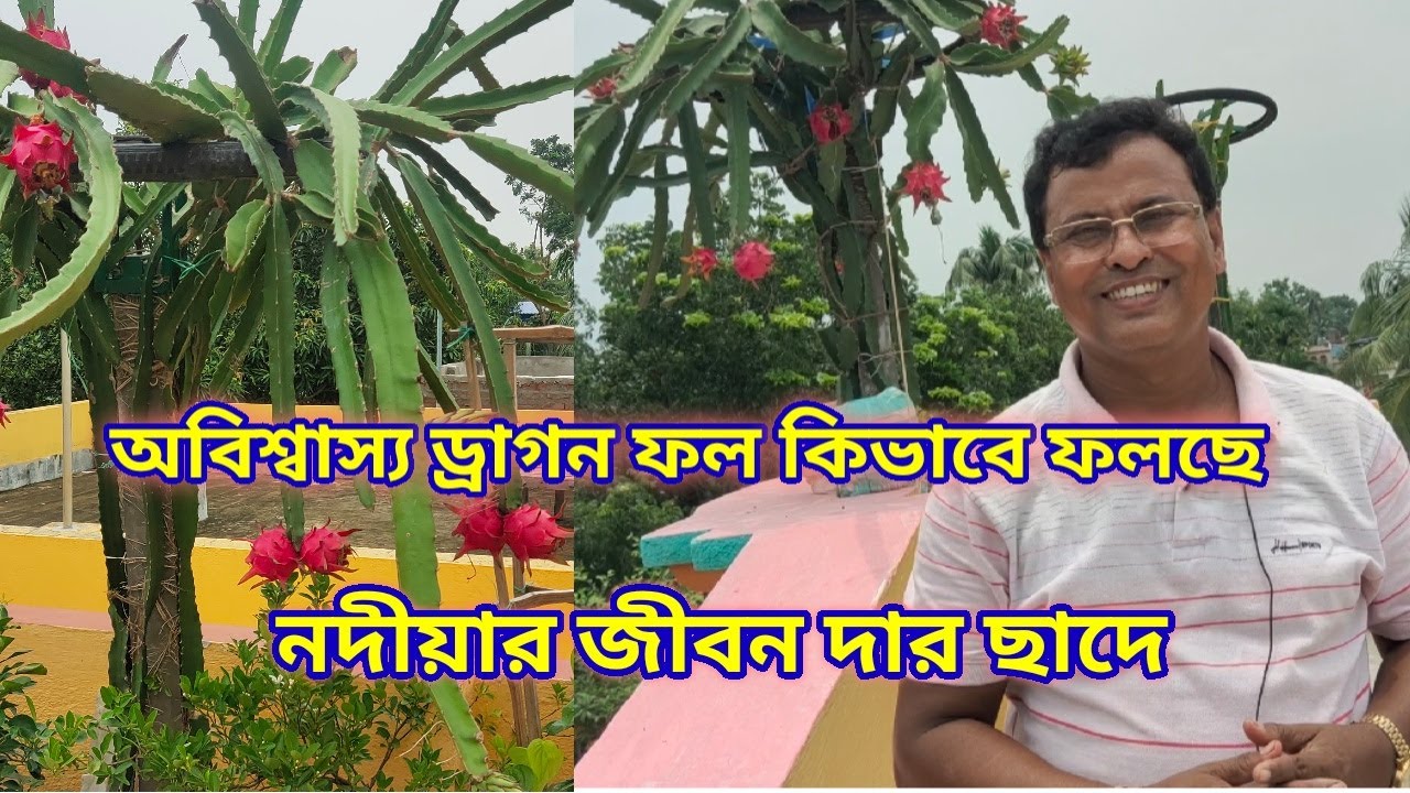 অবিশ্বাস্য ড্রাগন ফল ধরেছে নদীয়া জেলার জীবন দার ছাদ বাগানে//Big dragon Garden in Nadiad//