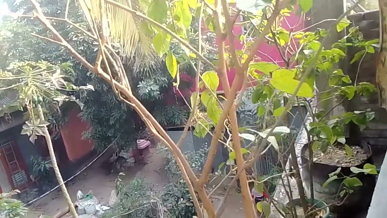 জানুয়ারি মাসে মালবেড়ি গাছের পরিচর্যা,  গাছ ভর্তি মালবেড়ি পেতে পারেন আপনিও। 