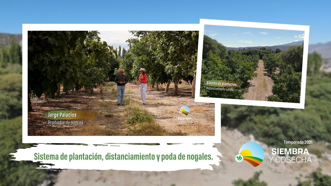 SIEMBRA Y COSECHA TV: Sistema de plantación de nogales.