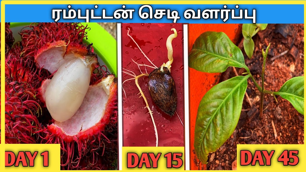 விதையிலிருந்து ரம்புட்டான் செடி வளர்ப்பது எப்படி?  Rambutan Chedi Valarpathu Eppadi?