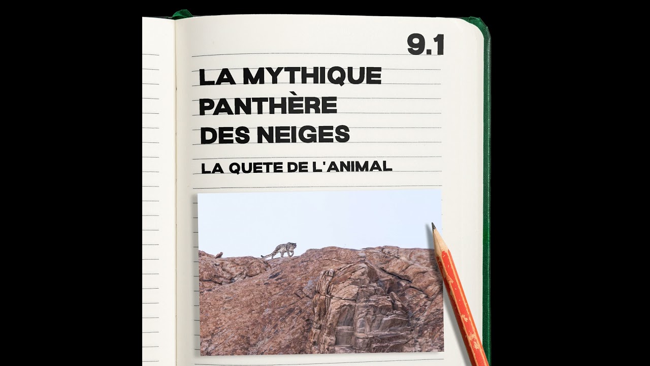 #9.1 La mythique Panthère des neiges (Ladakh)