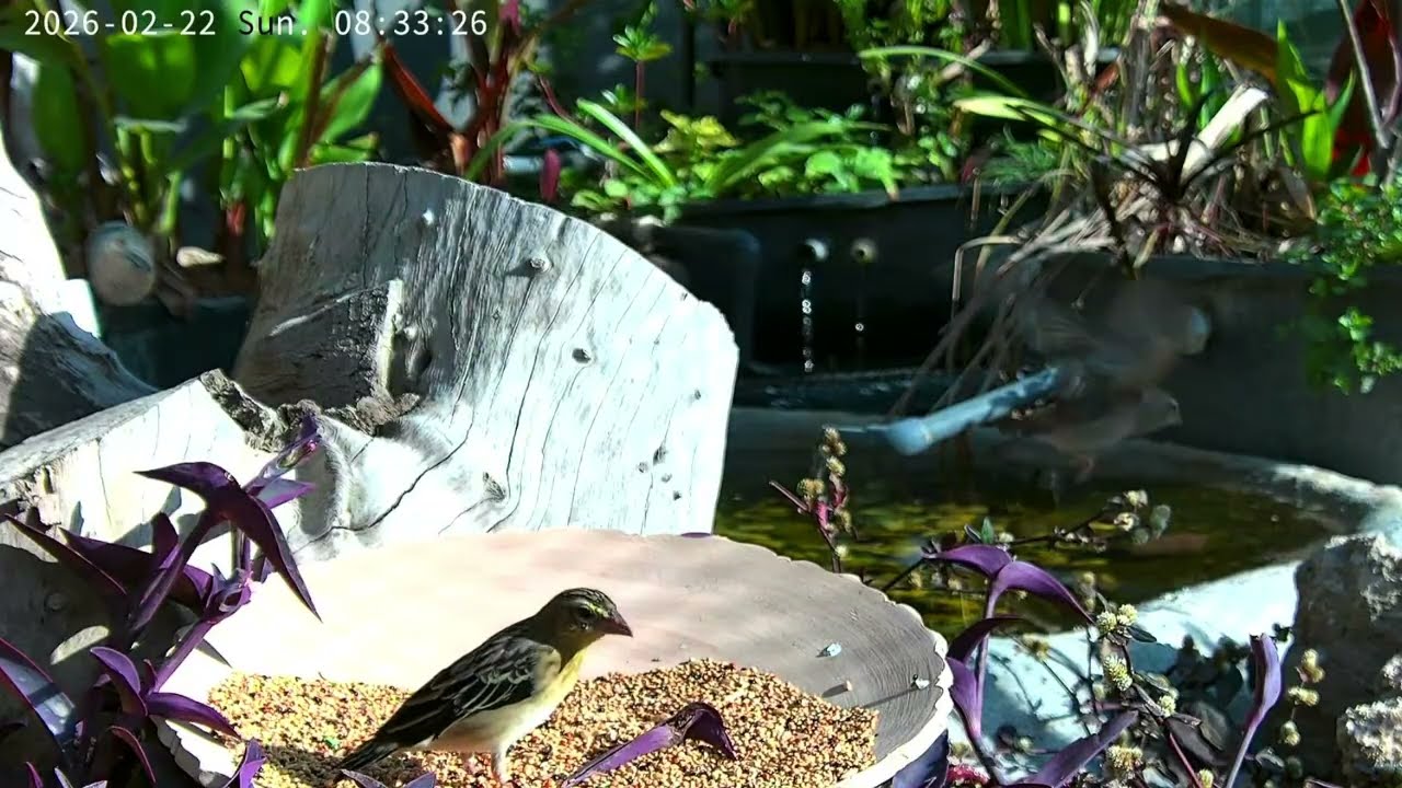 Softbills birds aviary livestream