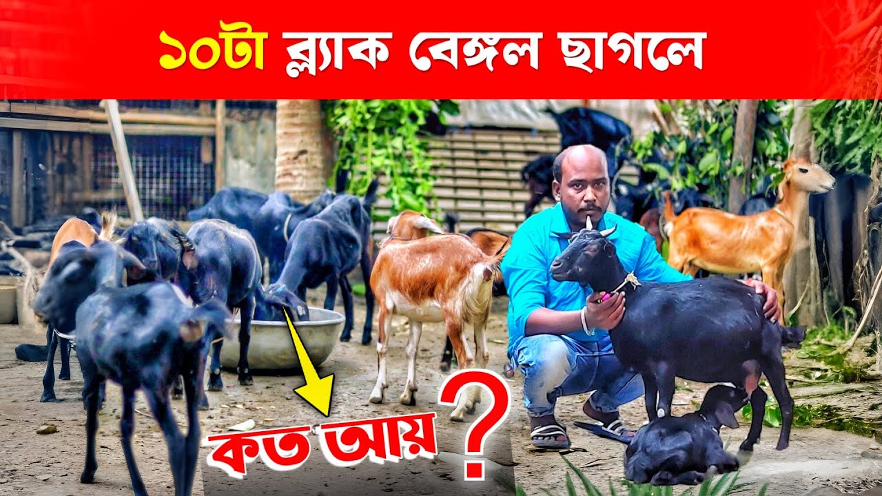১০টা Black Bengal ছাগলে কত আয় ? | Goat Farming | দেশি ছাগলের খামার ।  Goat Farming in West Bengal