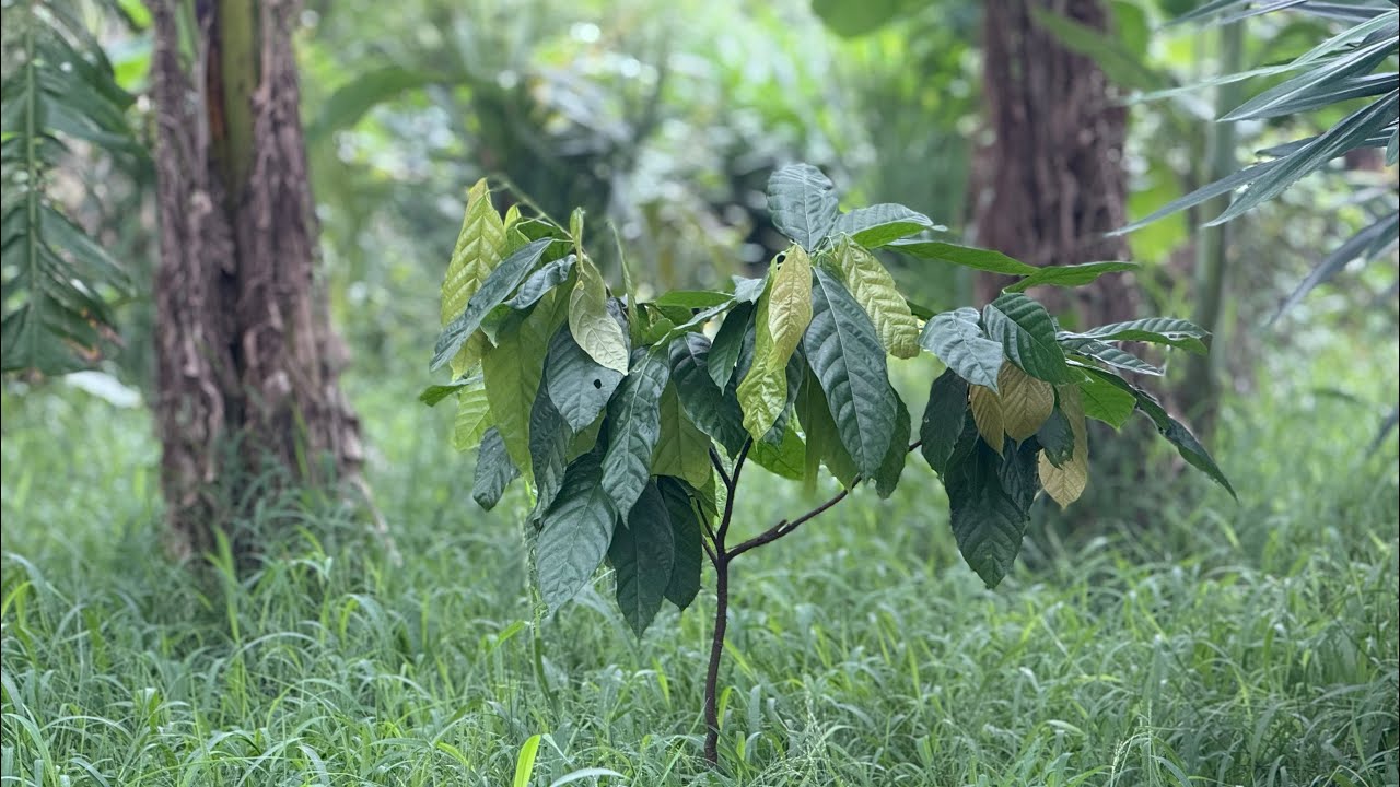 Rare Seed Grown Fruit Trees 