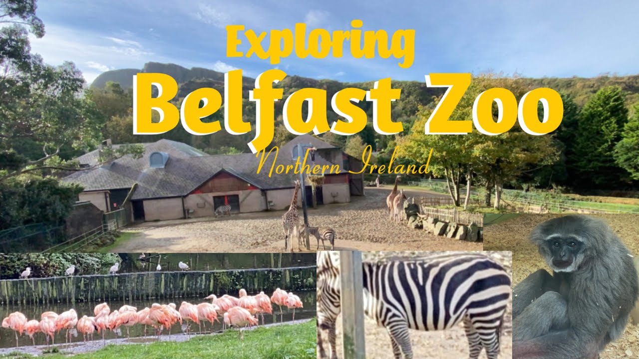 Belfast Zoo Northern Ireland