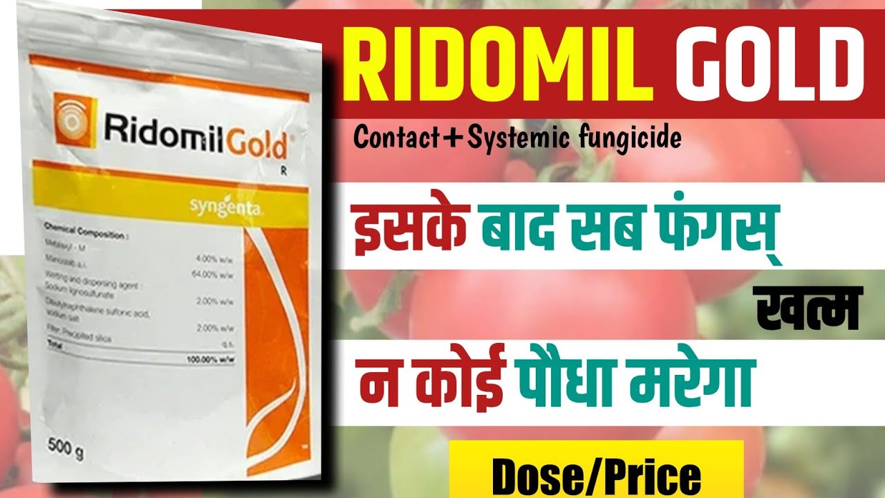 Ridomil Gold Fungicide | Sygenta Ridomil Gold | Ridomil Gold fungicide uses | fungicide | syngenta
