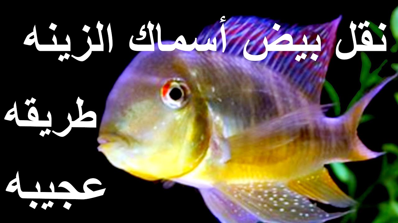 نقل بيض أسماك الزينه بطريقه عجيبه