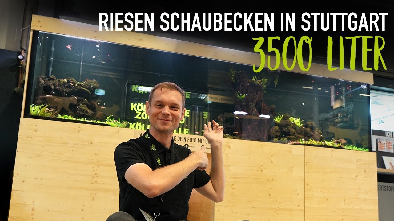 3.500 Liter & seltene Cryptocorynen – Unser neues Schaubecken in Stuttgart | KÖLLE ZOO
