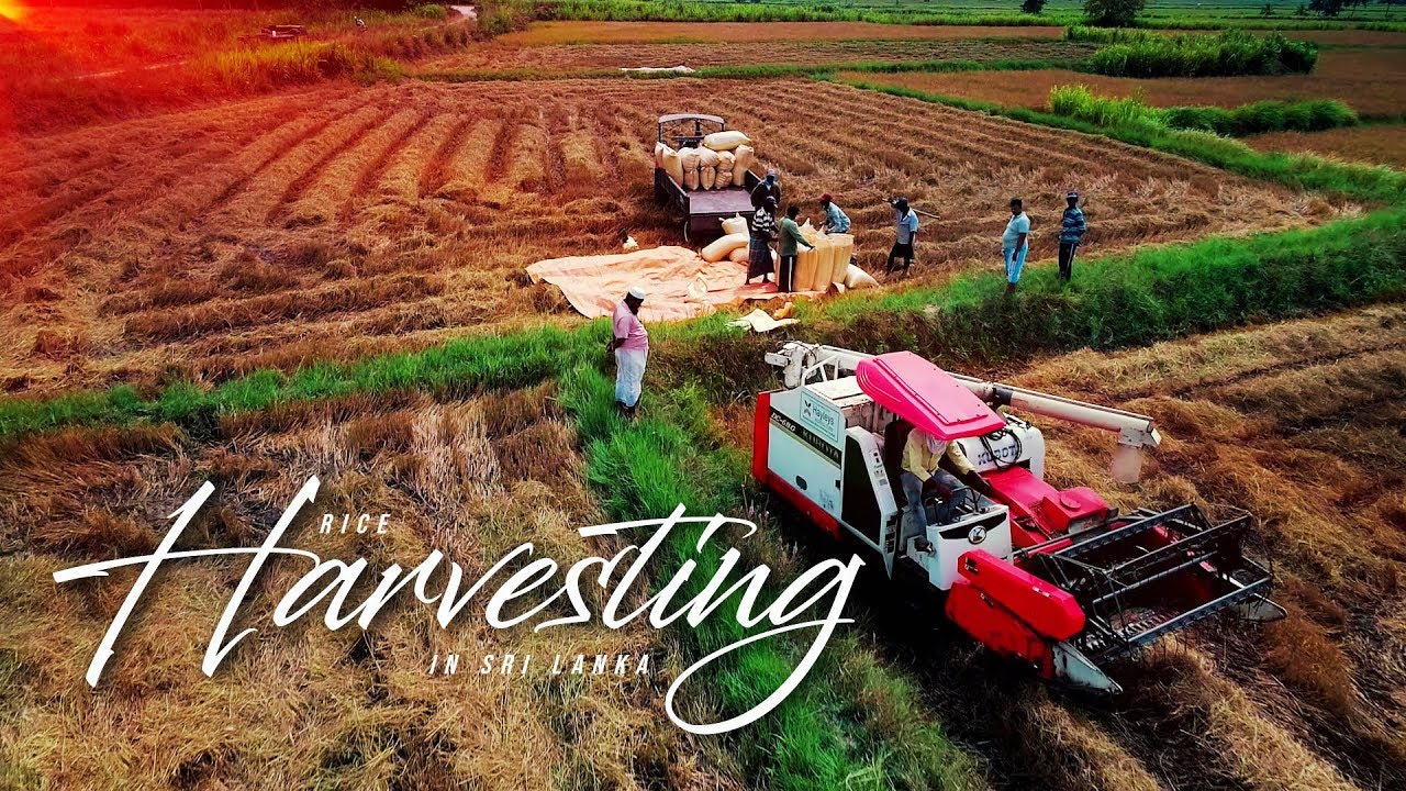 Rice Harvesting in Sri Lanka