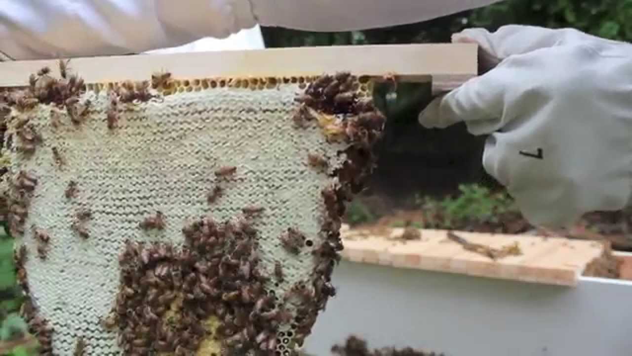 Top Bar Hive Honey Harvest by Jon Peters