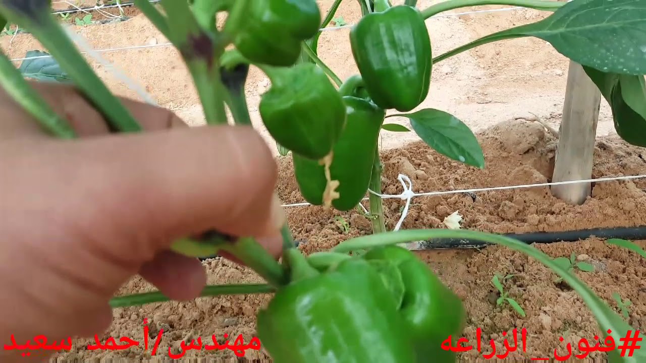 فنون زراعيه | حلقه 47 | أسباب تساقط الأزهار على نبات الخضر