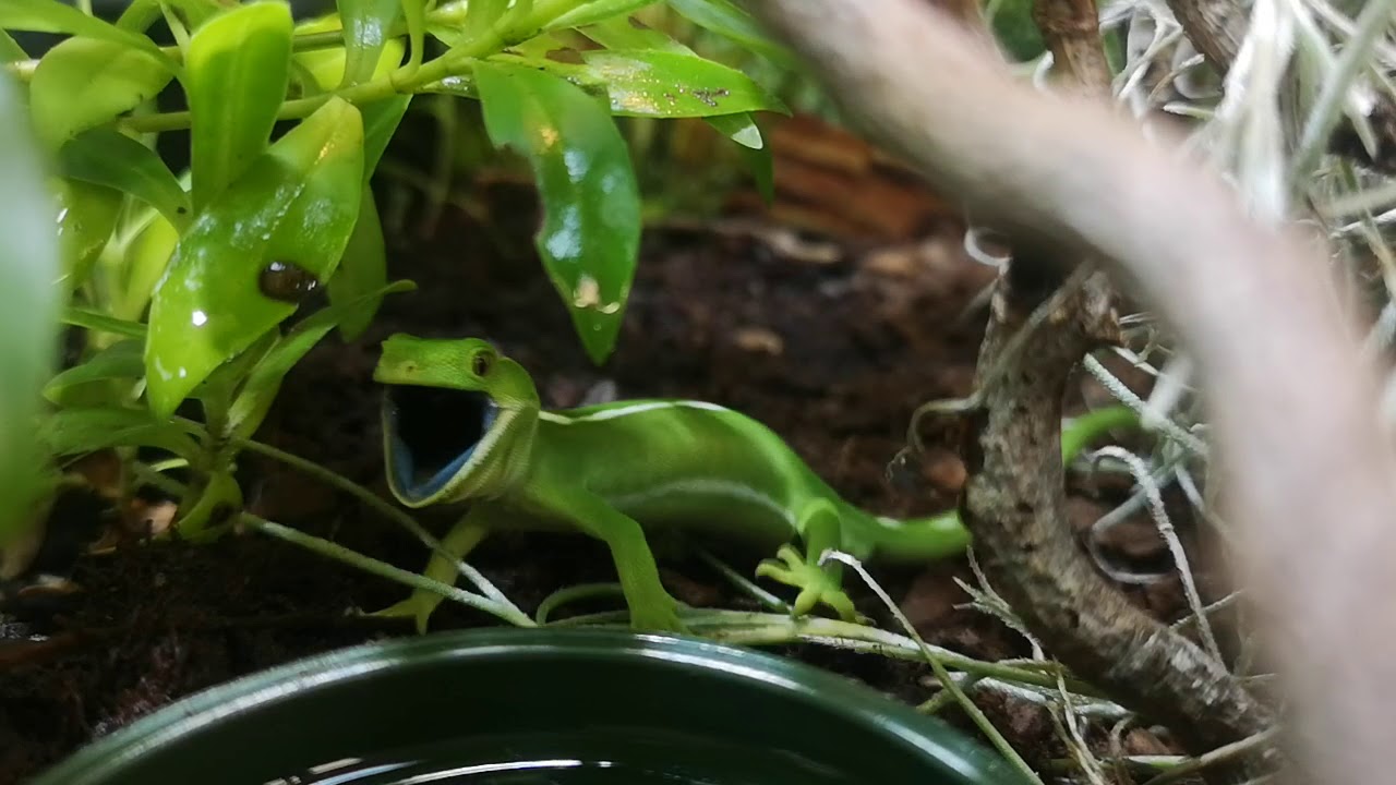 Wellington Green Gecko (Naultinus punctatus) Barking