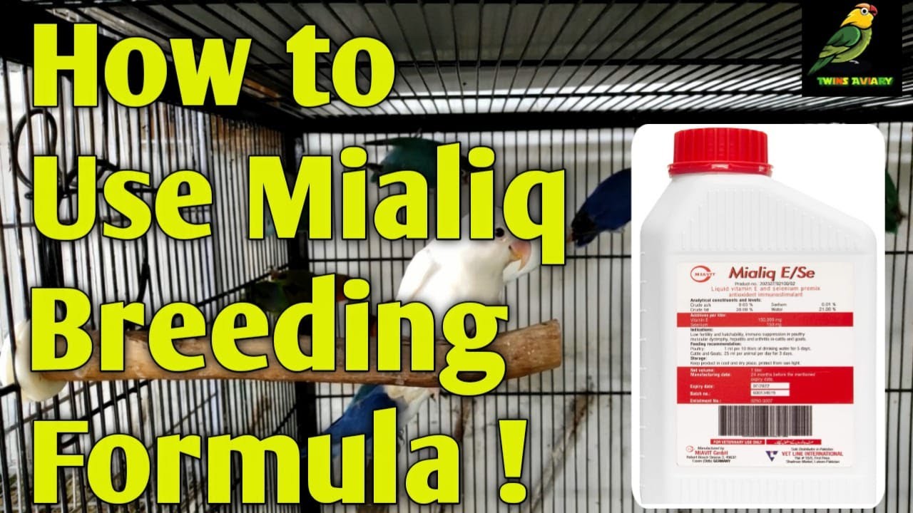 HOW TO USE MIALIQ BREEDINGG FORMULA FOR BIRDS | TWINS AVIARY