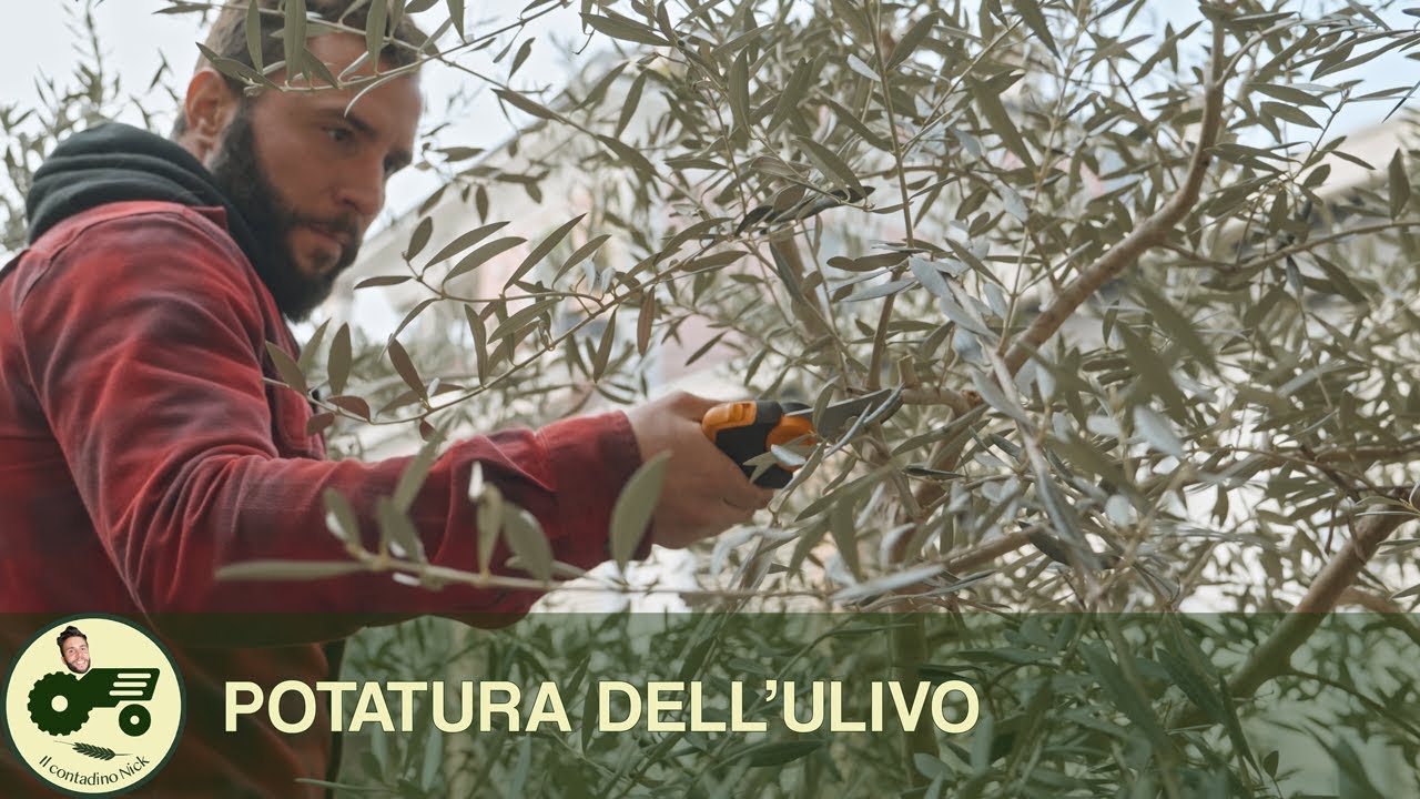 Potatura dell'ULIVO in GIARDINO - Il contadino Nick