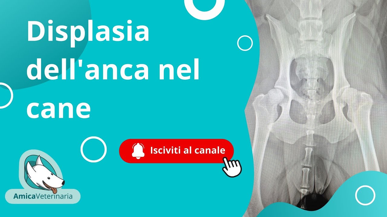 Displasia dell'anca nel cane