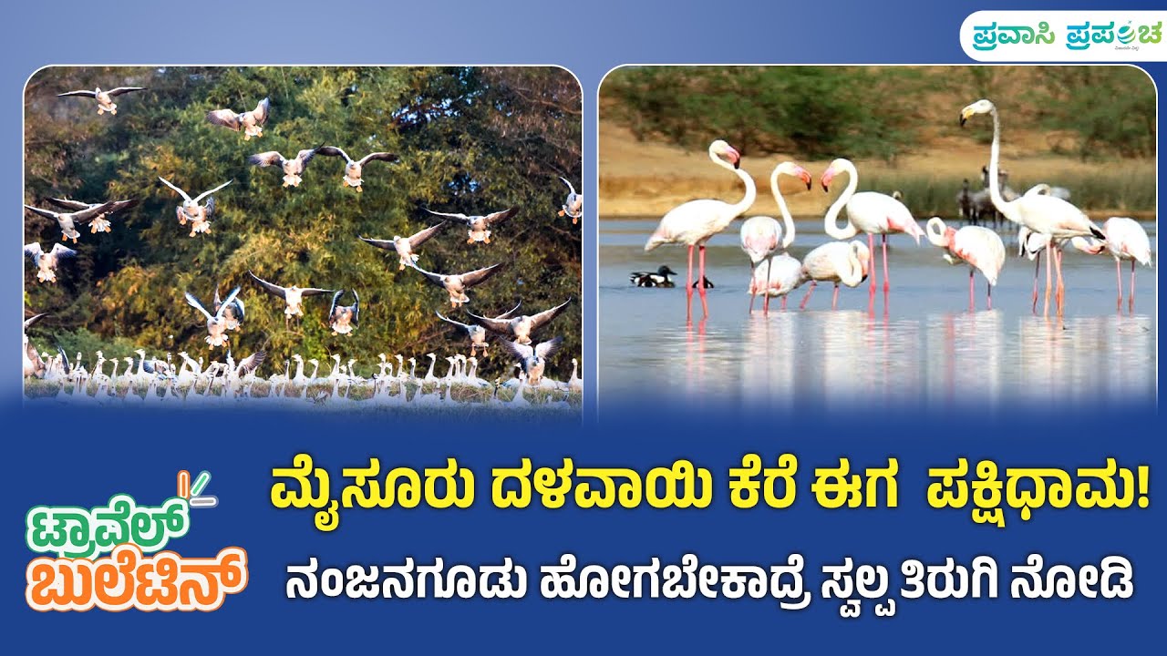 Travel Bulletin | ಮೈಸೂರು ದಳವಾಯಿ ಕೆರೆ ಈಗ ಪಕ್ಷಿಧಾಮ! ನಂಜನಗೂಡು ಹೋಗಬೇಕಾದ್ರೆ ಸ್ವಲ್ಪ ತಿರುಗಿ ನೋಡಿ| Pravasi
