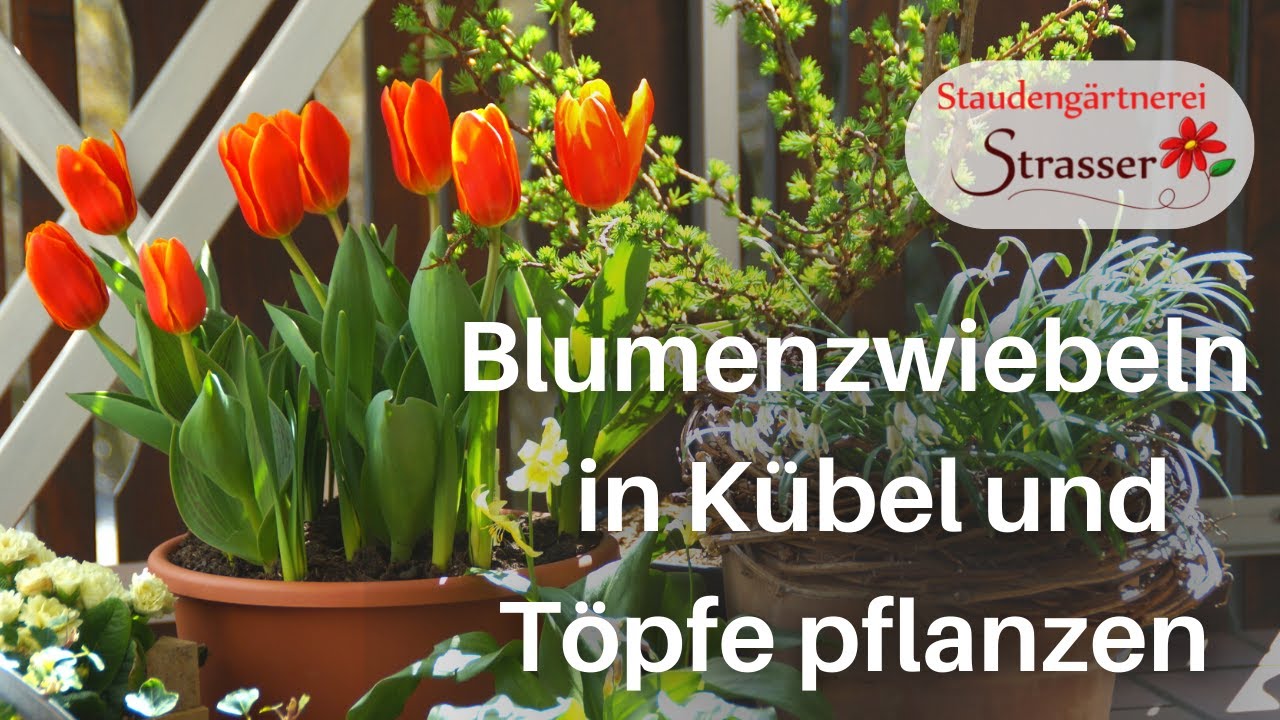 Blumenzwiebeln in Kübel und Töpfe pflanzen / Das Lasagne-Prinzip | Staudengärtnerei Strasser