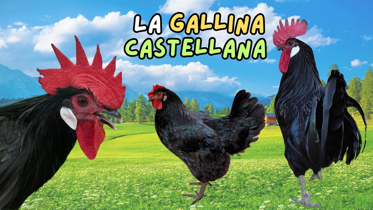 La Gallina Castellana: características, alimentación, crianza y mas