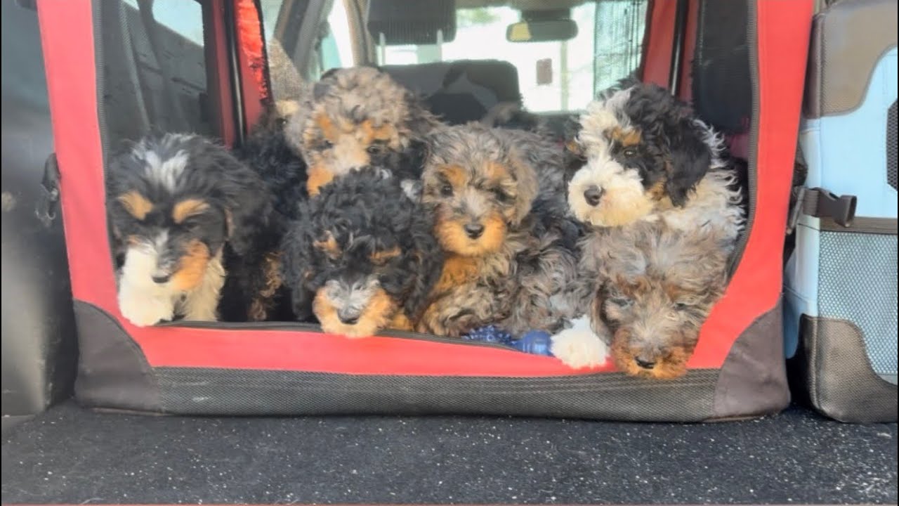 Annie’s Love Letters Mini/Micro Bernedoodles