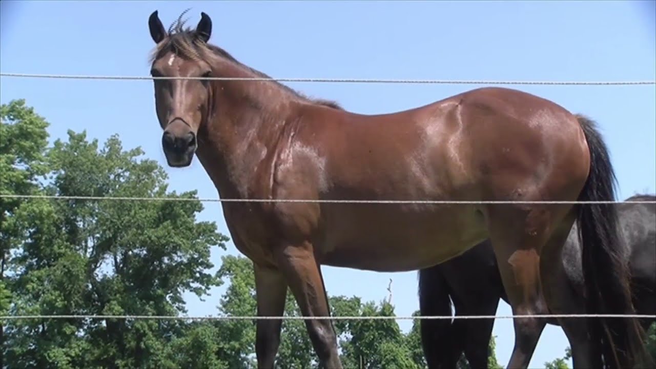 Herd History: Corolla Wild Horse Fund using tissue-collecting darts for DNA tracing