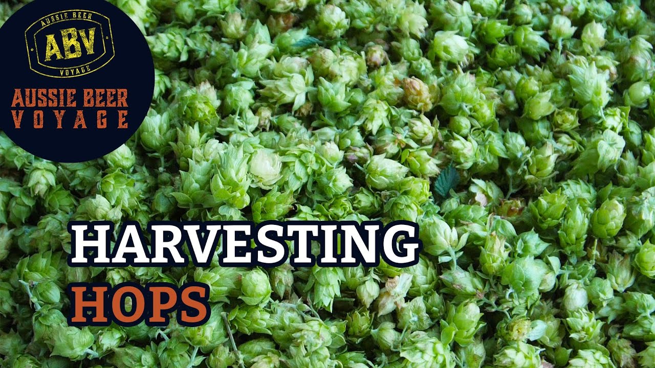 How to Harvest Hops?