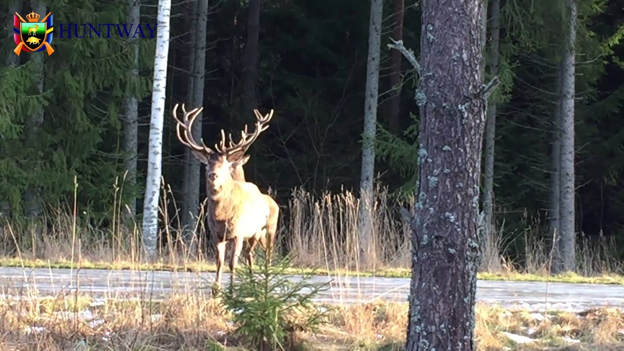St&aring;tliga Kronhjortar vid passet / Magnificent Red Deers