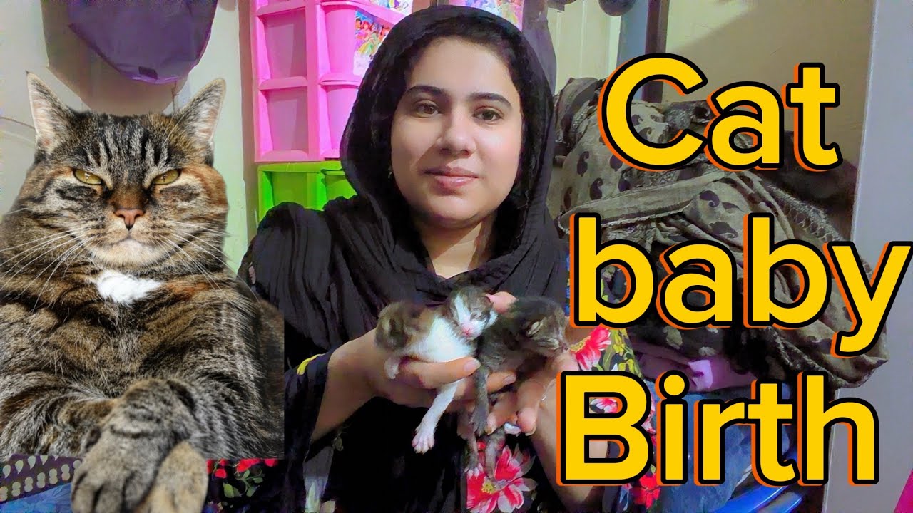 Cat baby birth ❤️❤️❤️❤️omg