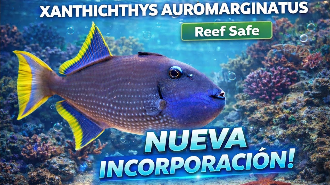Metí un pez ballesta en mi acuario de Arrecife !!