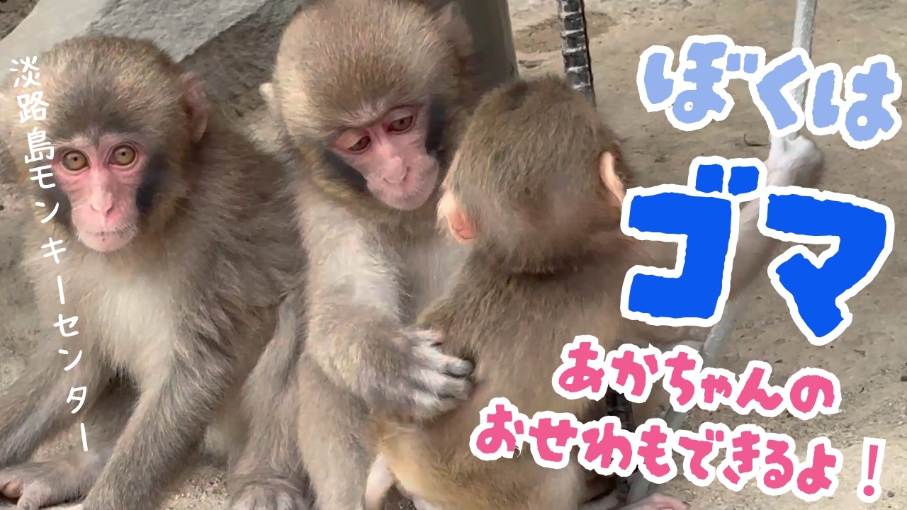 赤ちゃんの子守ができるようになった０歳のゴマくん🐒【淡路島モンキーセンター】兵庫県洲本市
