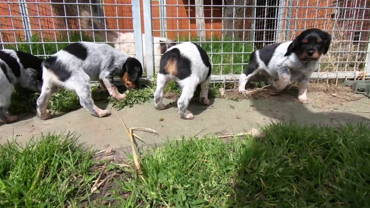 Vidéo des chiots nés le 24/02/2018
