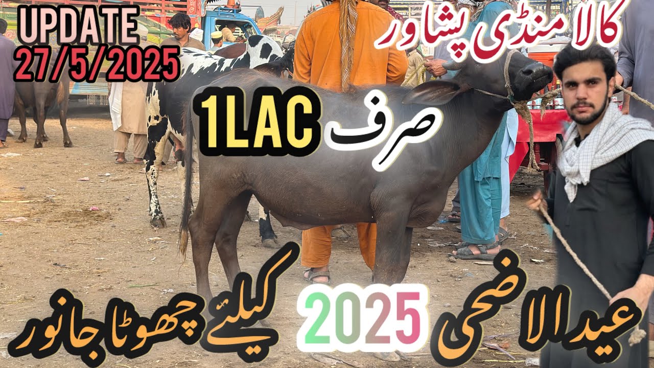 Kala mandi peshawar /Ajj bohot sode howae /Eid-Ul-Adha ke leya choti janwar /Today Update 27/5/2025