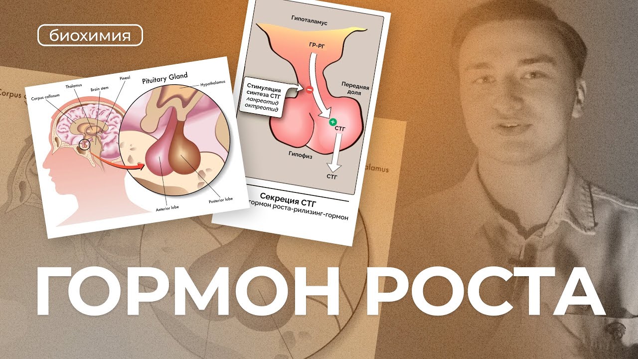 Соматотропин | Биохимия (СТГ, Гормон роста, функции гормона роста, недостаток гормона роста)