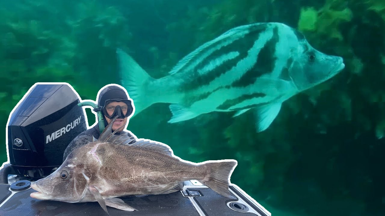 The Elusive Boarfish CAUGHT ON CAMERA!