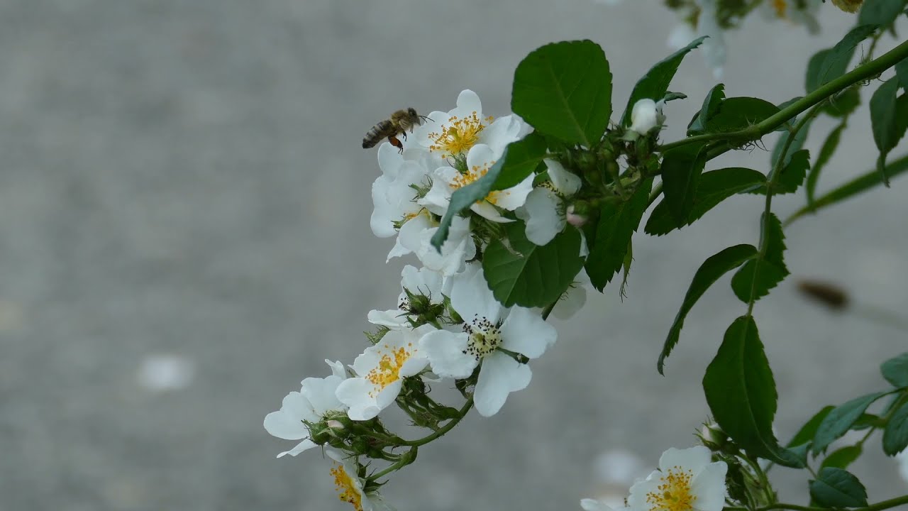 Róża drobnokwiatowa,  Rosa multiflora