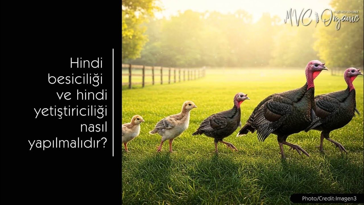 Hindi besiciliği ve hindi yetiştiriciliği nasıl yapılmalıdır?