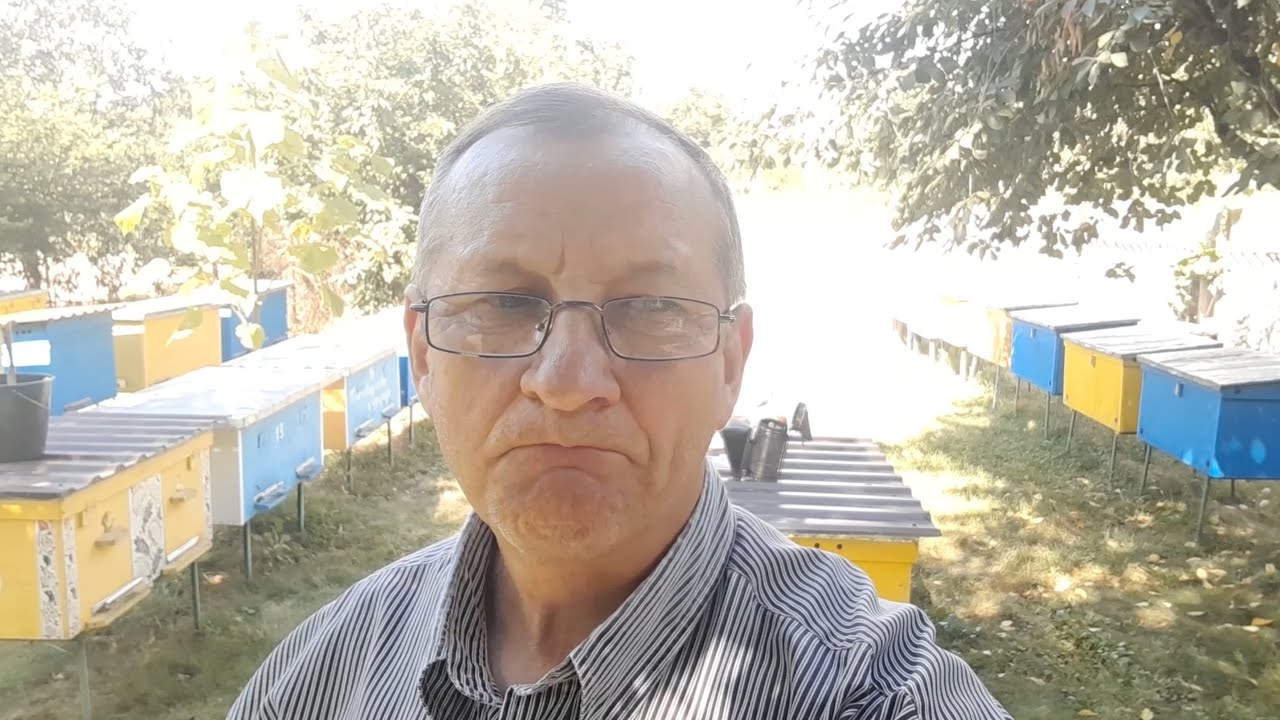 Обработка пчел от клеща варроа щавелевой кислотой (пошаговая инструкция)