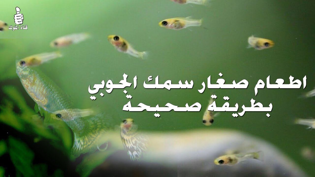 اطعام صغار سمك الجوبي بطريقة صحيحة Food for Baby Guppy Fish