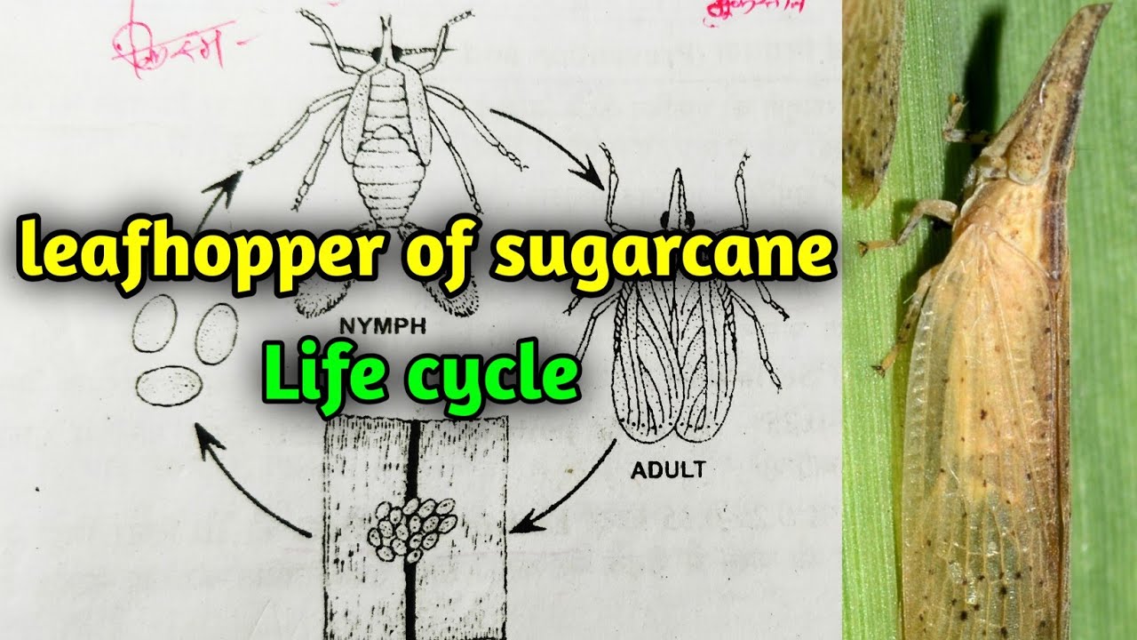 Leafhopper of sugarcane || Pyrilla perpusilla || Applied and economic Zoology BSc 3rd year