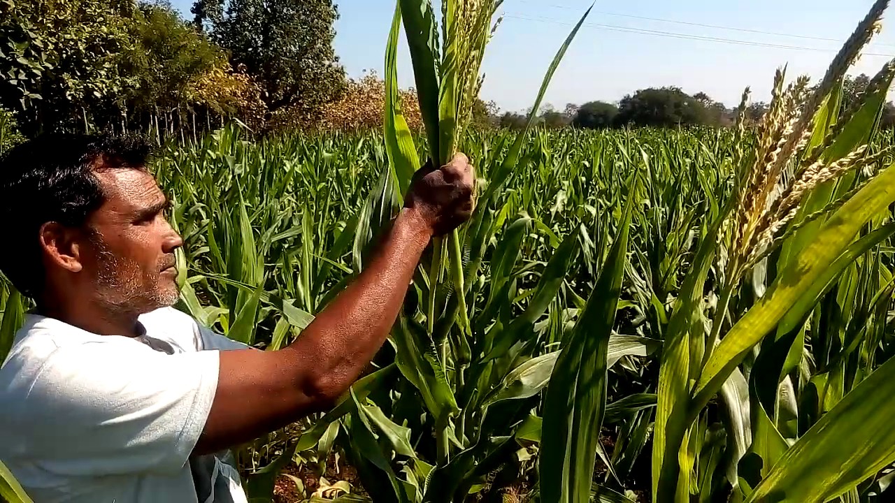 Hybrid maize seed production by Farmer Devendra 9424456023