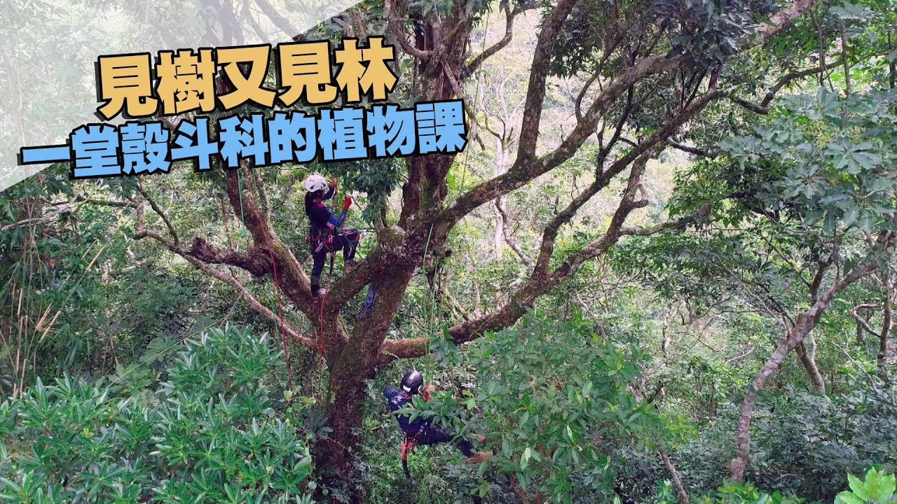 【闊葉林】見樹又見林｜一堂殼斗科的植物課(我們的島 第989集 2019-01-21)