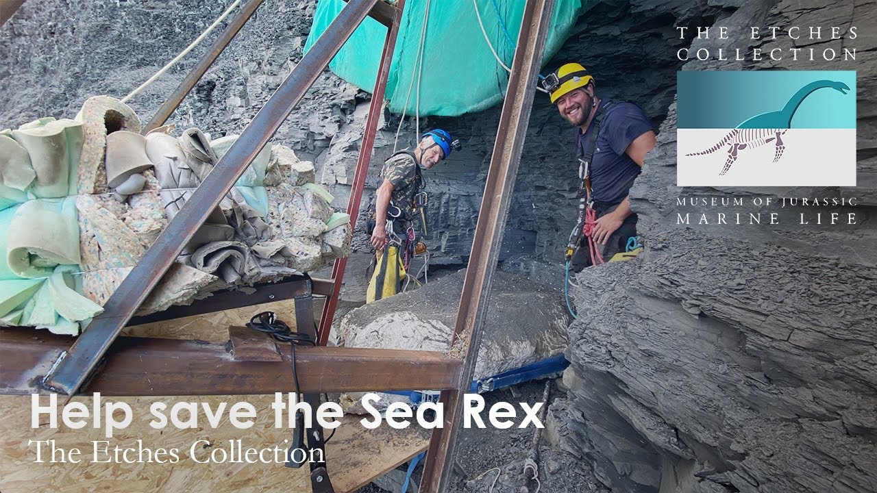 Help save the Sea Rex | Crowdfunding video