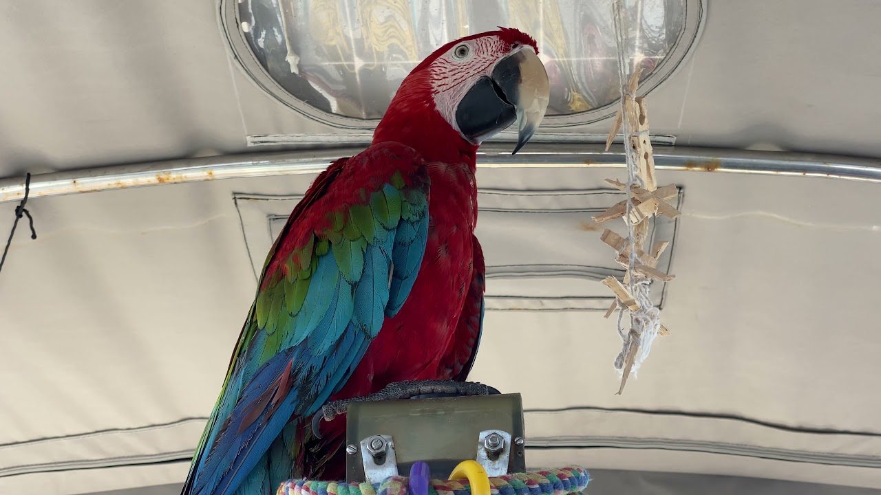Sounds of a Green Wing Macaw