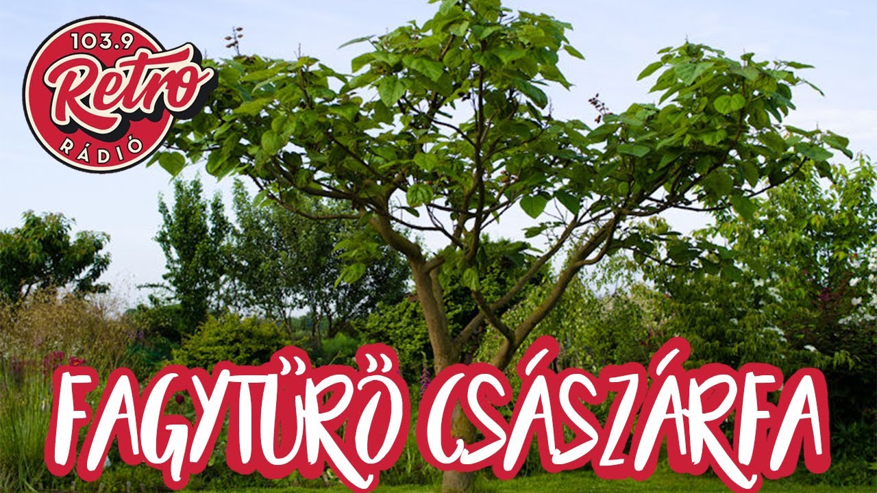 Fagytűrő császárfa - Retro Reggel rádóbeszélgetés (Hudák Anitával és Hepi Endrével)