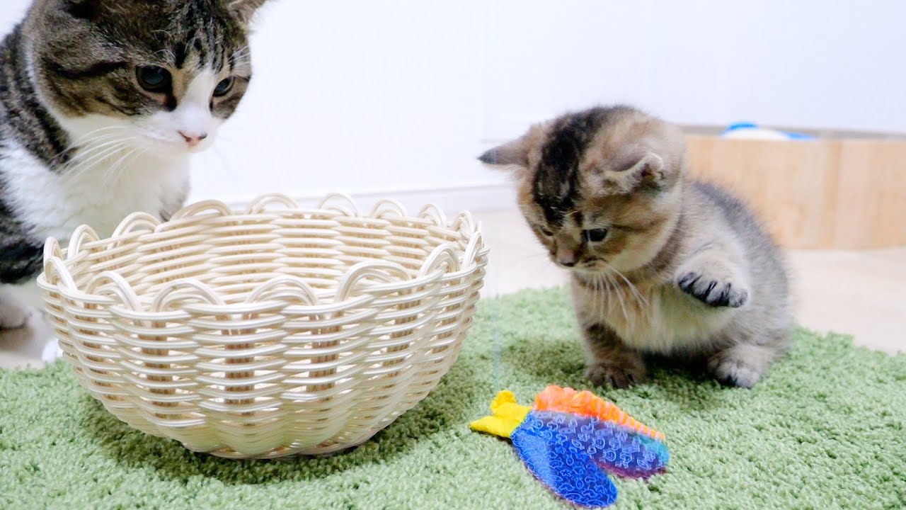 Daddy cat Coco stole daughter's toys twice...