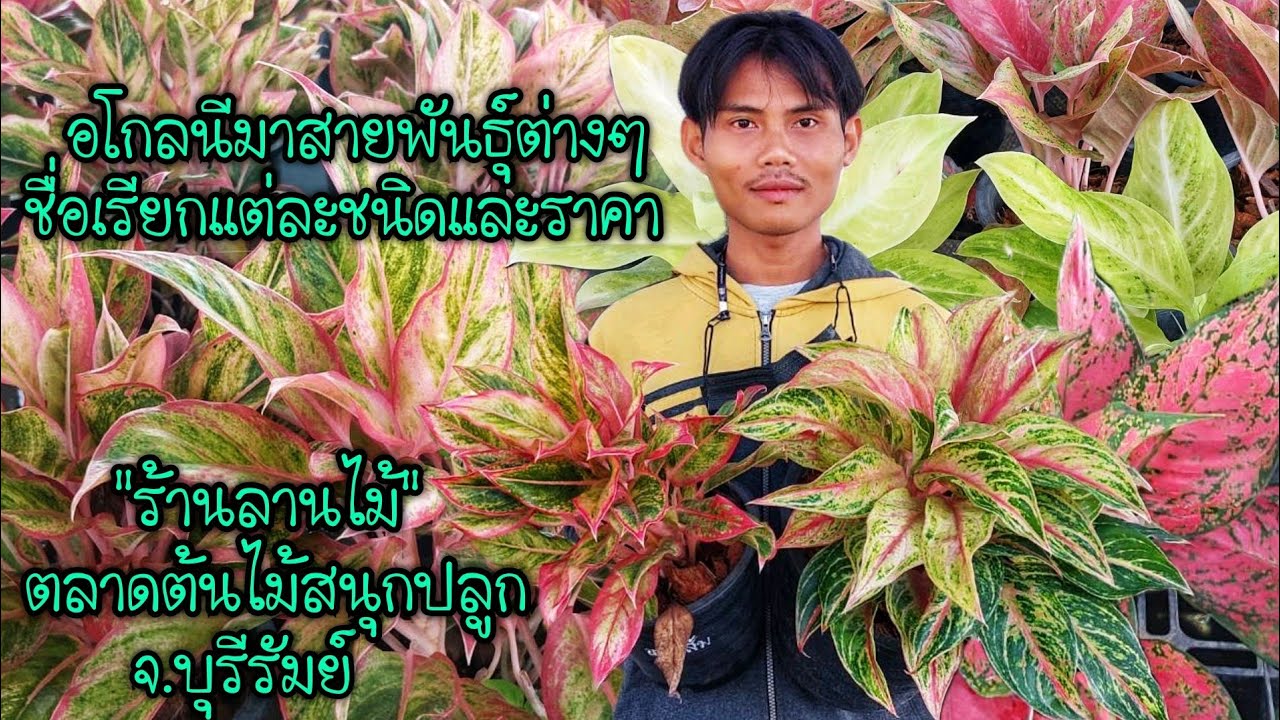 อโกลนีมาสายพันธุ์ต่างๆ..ชื่อเรียกแต่ละชนิดและราคา 