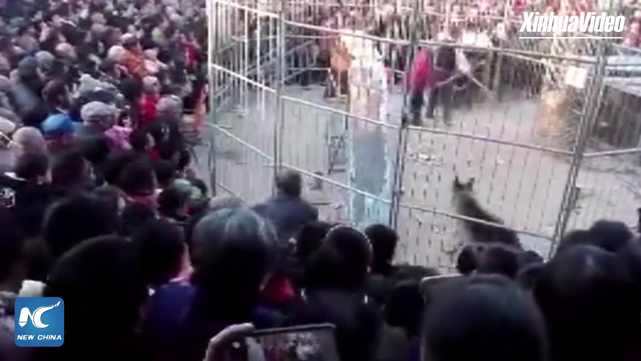Tiger breaks out of cage during circus show in Shanxi, China