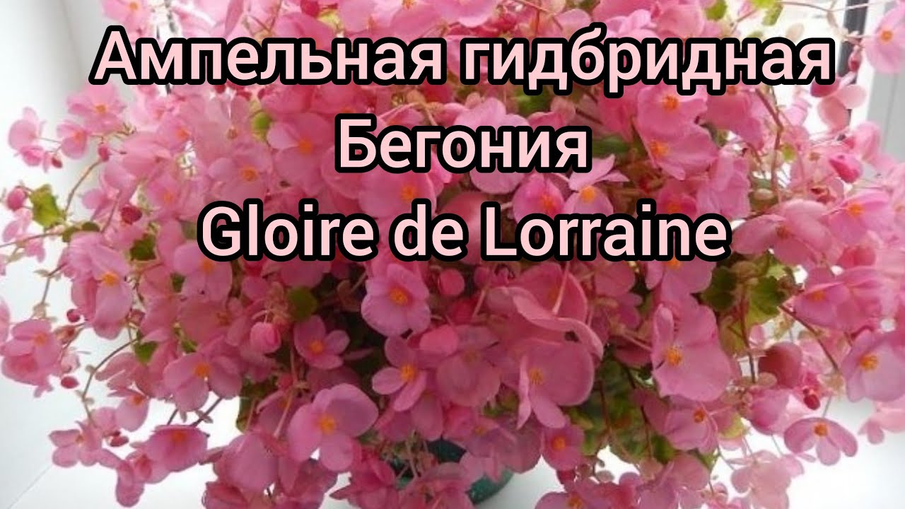 Бегония Глуар де Лоррен. Как я с ней познакомилась 🤝😁